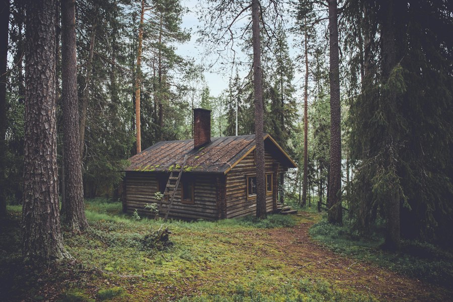 Rustic log cabin among tall evergreen trees